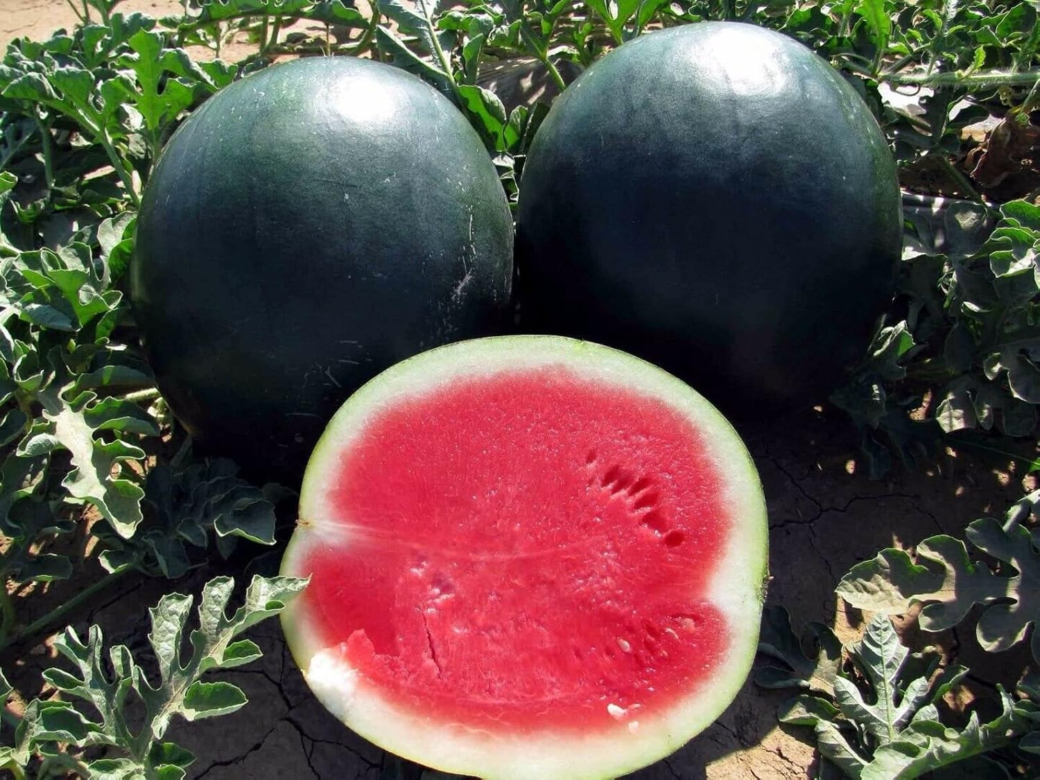 Black Diamond Watermelon